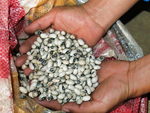 Peruvian Popping Beans or Nuna Beans