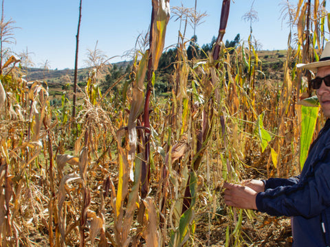 Peruvian Popping Beans or Nuna Beans Harvest